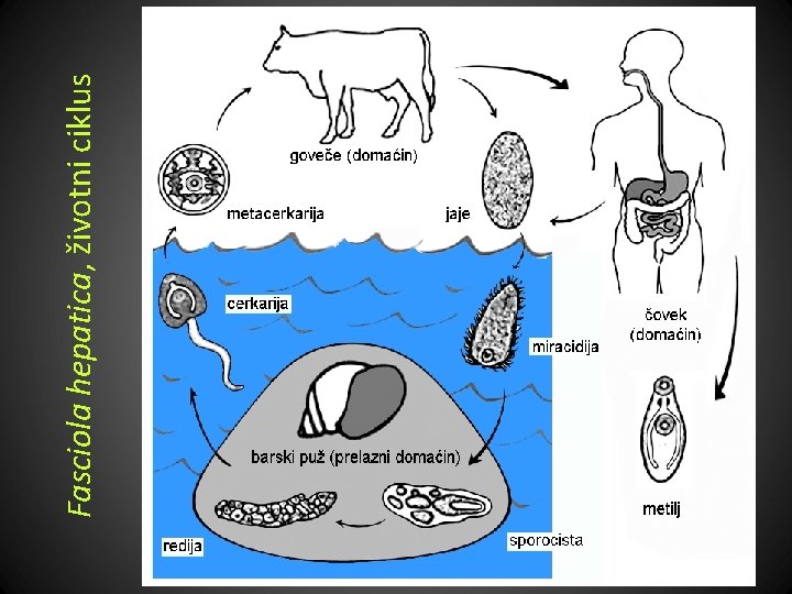 Fasciola hepatica, životni ciklus 