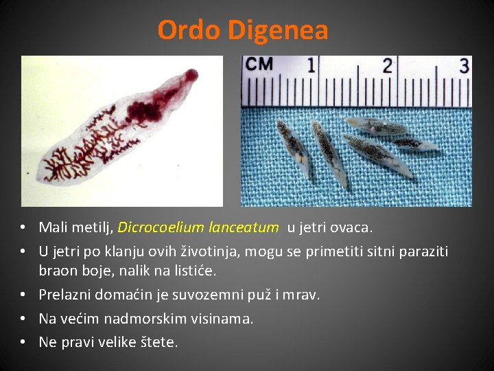 Ordo Digenea • Mali metilj, Dicrocoelium lanceatum u jetri ovaca. • U jetri po