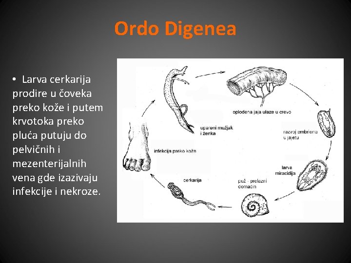 Ordo Digenea • Larva cerkarija prodire u čoveka preko kože i putem krvotoka preko