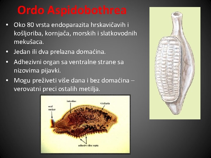 Ordo Aspidobothrea • Oko 80 vrsta endoparazita hrskavičavih i košljoriba, kornjača, morskih i slatkovodnih