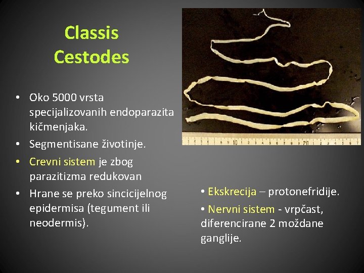 Classis Cestodes • Oko 5000 vrsta specijalizovanih endoparazita kičmenjaka. • Segmentisane životinje. • Crevni