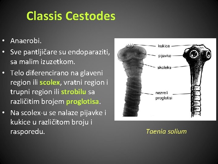 Classis Cestodes • Anaerobi. • Sve pantljičare su endoparaziti, sa malim izuzetkom. • Telo