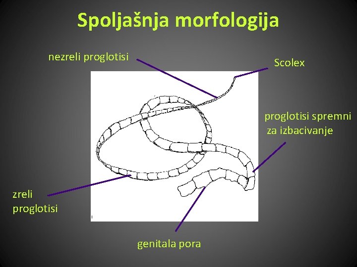 Spoljašnja morfologija nezreli proglotisi Scolex proglotisi spremni za izbacivanje zreli proglotisi genitala pora 