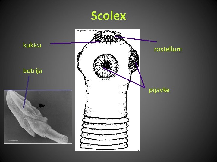 Scolex kukica rostellum botrija pijavke 