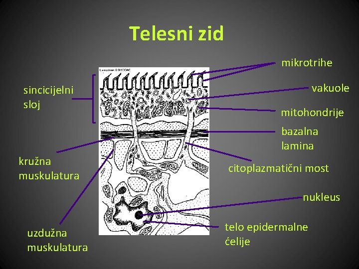 Telesni zid mikrotrihe sincicijelni sloj vakuole mitohondrije bazalna lamina kružna muskulatura citoplazmatični most nukleus