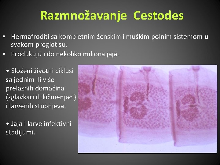 Razmnožavanje Cestodes • Hermafroditi sa kompletnim ženskim i muškim polnim sistemom u svakom proglotisu.