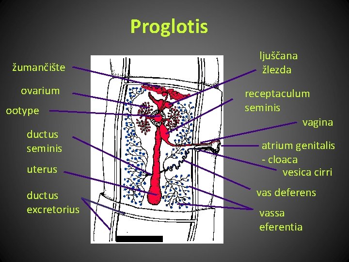 Proglotis žumančište ovarium ootype ductus seminis uterus ductus excretorius ljuščana žlezda receptaculum seminis vagina