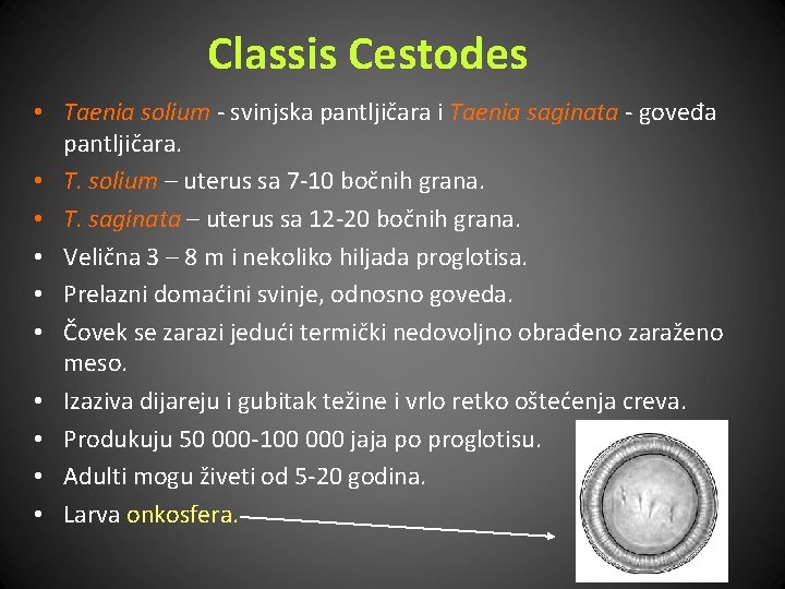 Classis Cestodes • Taenia solium - svinjska pantljičara i Taenia saginata - goveđa pantljičara.