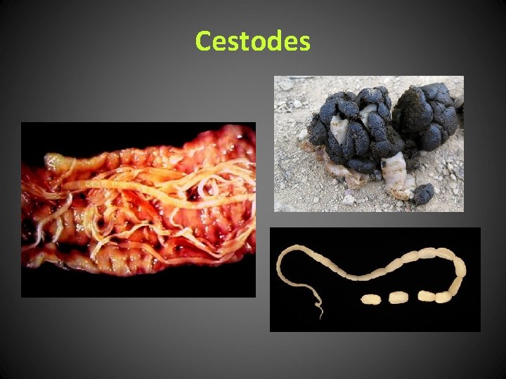 Cestodes 