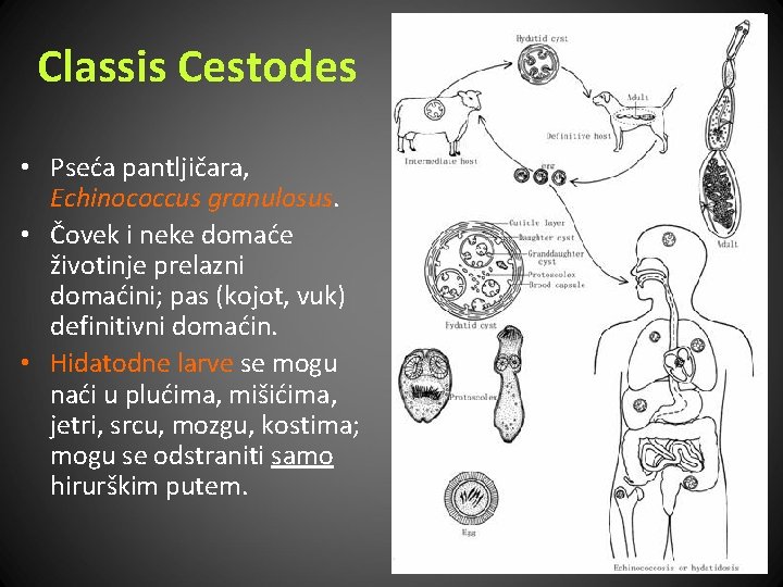 Classis Cestodes • Pseća pantljičara, Echinococcus granulosus. • Čovek i neke domaće životinje prelazni