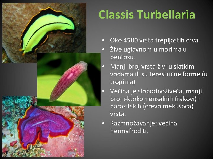 Classis Turbellaria • Oko 4500 vrsta trepljastih crva. • Žive uglavnom u morima u