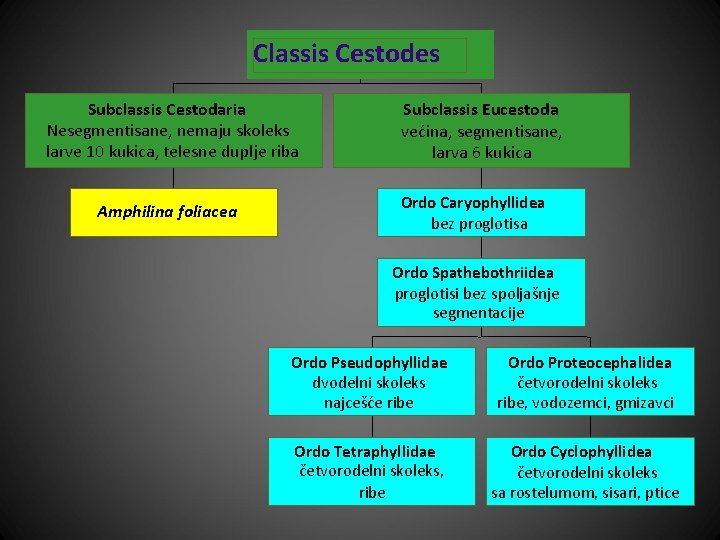 Classis Cestodes Subclassis Cestodaria Nesegmentisane, nemaju skoleks larve 10 kukica, telesne duplje riba Amphilina