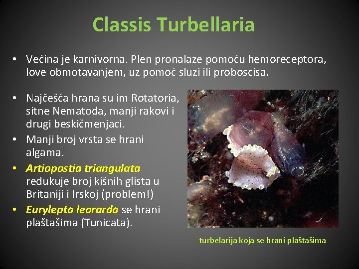 Classis Turbellaria • Većina je karnivorna. Plen pronalaze pomoću hemoreceptora, love obmotavanjem, uz pomoć