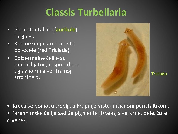 Classis Turbellaria • Parne tentakule (aurikule) na glavi. • Kod nekih postoje proste oči-ocele