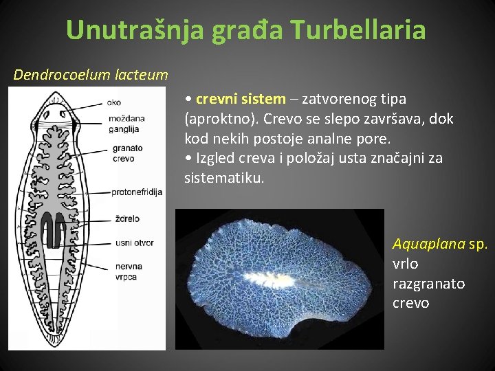 Unutrašnja građa Turbellaria Dendrocoelum lacteum • crevni sistem – zatvorenog tipa (aproktno). Crevo se