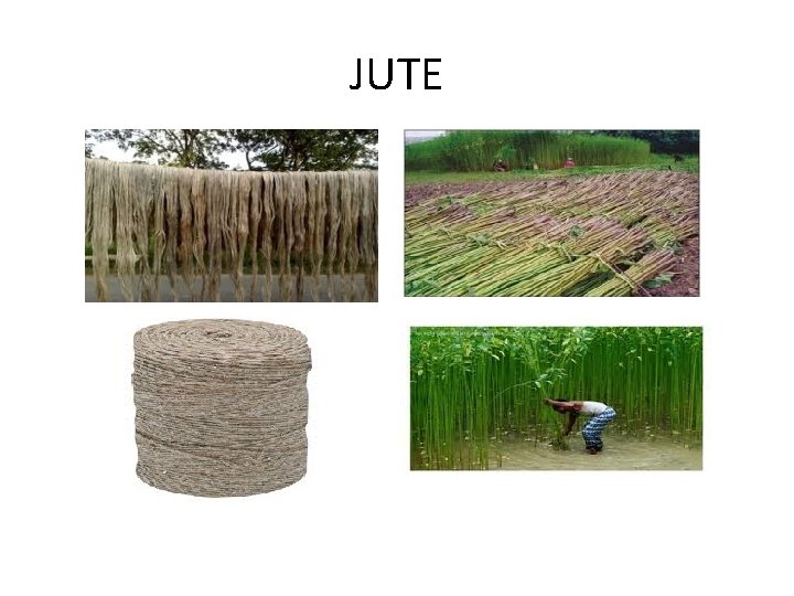 JUTE 