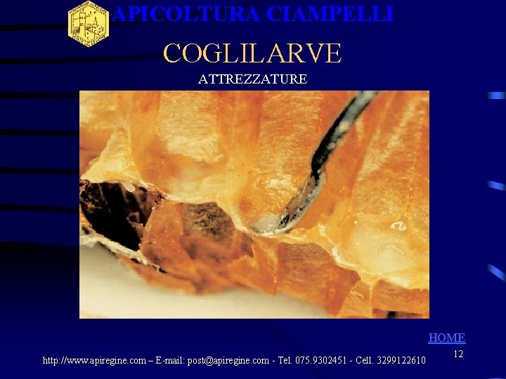 APICOLTURA CIAMPELLI COGLILARVE ATTREZZATURE HOME http: //www. apiregine. com – E-mail: post@apiregine. com - APICOLTURA CIAMPELLI COGLILARVE ATTREZZATURE HOME http: //www. apiregine. com – E-mail: post@apiregine. com -