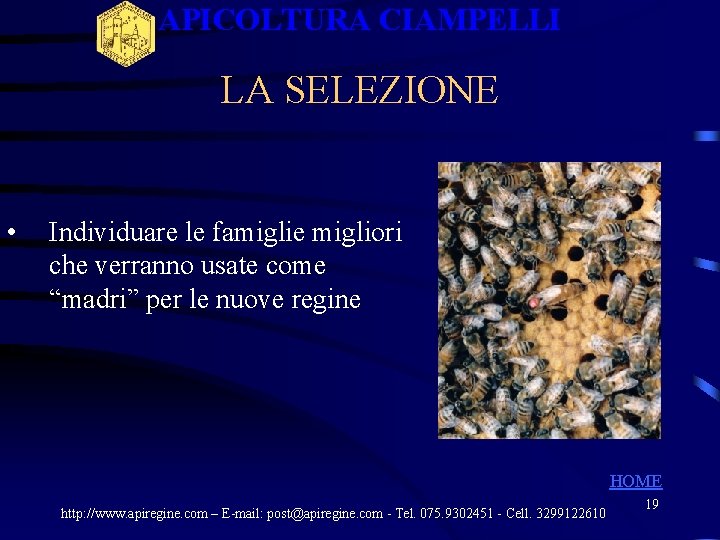 APICOLTURA CIAMPELLI LA SELEZIONE • Individuare le famiglie migliori che verranno usate come “madri” APICOLTURA CIAMPELLI LA SELEZIONE • Individuare le famiglie migliori che verranno usate come “madri”
