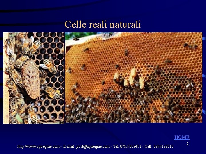 Celle reali naturali HOME http: //www. apiregine. com – E-mail: post@apiregine. com - Tel. Celle reali naturali HOME http: //www. apiregine. com – E-mail: post@apiregine. com - Tel.