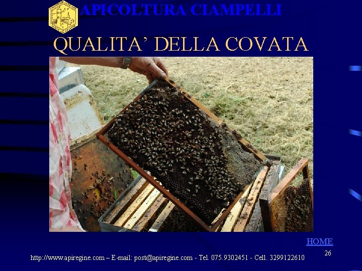 APICOLTURA CIAMPELLI QUALITA’ DELLA COVATA HOME http: //www. apiregine. com – E-mail: post@apiregine. com APICOLTURA CIAMPELLI QUALITA’ DELLA COVATA HOME http: //www. apiregine. com – E-mail: post@apiregine. com