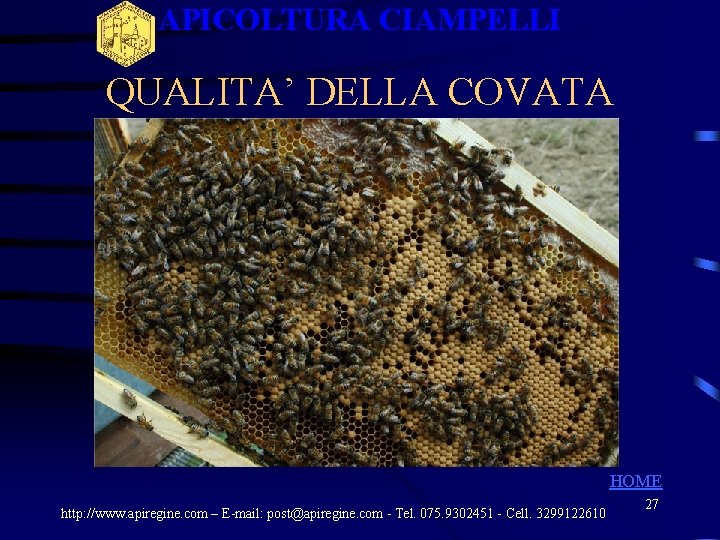 APICOLTURA CIAMPELLI QUALITA’ DELLA COVATA HOME http: //www. apiregine. com – E-mail: post@apiregine. com APICOLTURA CIAMPELLI QUALITA’ DELLA COVATA HOME http: //www. apiregine. com – E-mail: post@apiregine. com