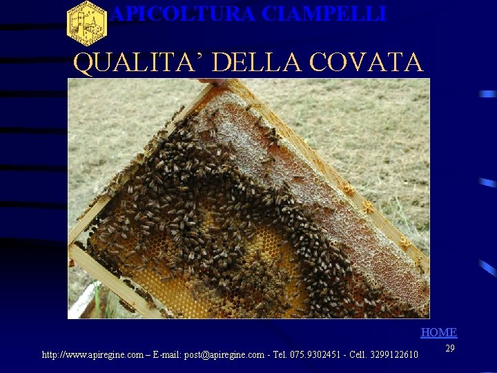 APICOLTURA CIAMPELLI QUALITA’ DELLA COVATA HOME http: //www. apiregine. com – E-mail: post@apiregine. com APICOLTURA CIAMPELLI QUALITA’ DELLA COVATA HOME http: //www. apiregine. com – E-mail: post@apiregine. com