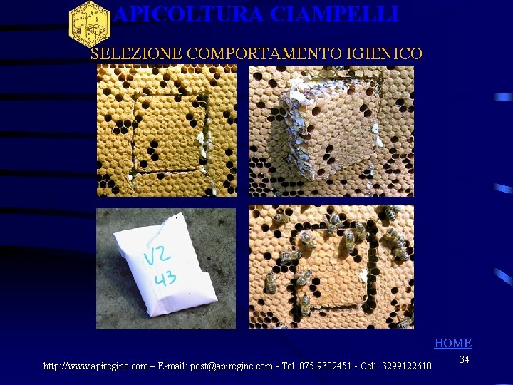 APICOLTURA CIAMPELLI SELEZIONE COMPORTAMENTO IGIENICO HOME http: //www. apiregine. com – E-mail: post@apiregine. com APICOLTURA CIAMPELLI SELEZIONE COMPORTAMENTO IGIENICO HOME http: //www. apiregine. com – E-mail: post@apiregine. com