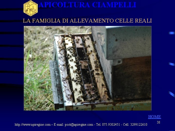 APICOLTURA CIAMPELLI LA FAMIGLIA DI ALLEVAMENTO CELLE REALI HOME http: //www. apiregine. com – APICOLTURA CIAMPELLI LA FAMIGLIA DI ALLEVAMENTO CELLE REALI HOME http: //www. apiregine. com –