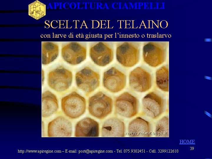 APICOLTURA CIAMPELLI SCELTA DEL TELAINO con larve di età giusta per l’innesto o traslarvo APICOLTURA CIAMPELLI SCELTA DEL TELAINO con larve di età giusta per l’innesto o traslarvo