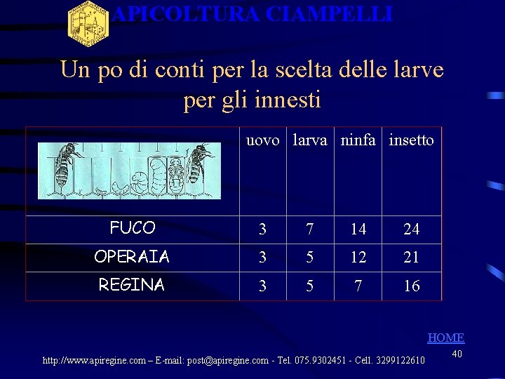 APICOLTURA CIAMPELLI Un po di conti per la scelta delle larve per gli innesti APICOLTURA CIAMPELLI Un po di conti per la scelta delle larve per gli innesti