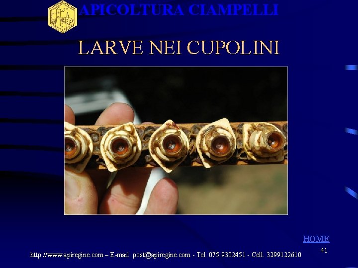 APICOLTURA CIAMPELLI LARVE NEI CUPOLINI HOME http: //www. apiregine. com – E-mail: post@apiregine. com APICOLTURA CIAMPELLI LARVE NEI CUPOLINI HOME http: //www. apiregine. com – E-mail: post@apiregine. com