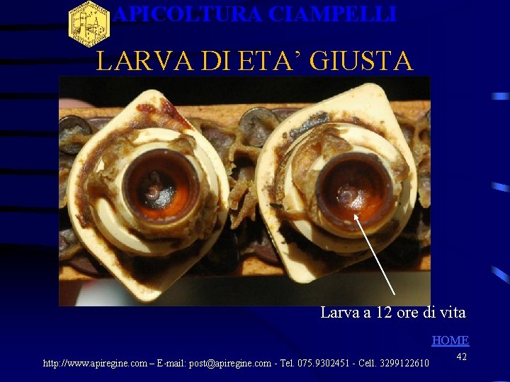APICOLTURA CIAMPELLI LARVA DI ETA’ GIUSTA Larva a 12 ore di vita HOME http: APICOLTURA CIAMPELLI LARVA DI ETA’ GIUSTA Larva a 12 ore di vita HOME http: