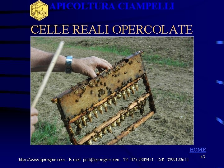 APICOLTURA CIAMPELLI CELLE REALI OPERCOLATE HOME http: //www. apiregine. com – E-mail: post@apiregine. com APICOLTURA CIAMPELLI CELLE REALI OPERCOLATE HOME http: //www. apiregine. com – E-mail: post@apiregine. com