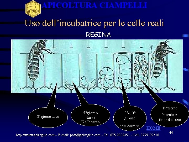 APICOLTURA CIAMPELLI Uso dell’incubatrice per le celle reali REGINA 15°giorno 3° giorno uovo 4°giorno APICOLTURA CIAMPELLI Uso dell’incubatrice per le celle reali REGINA 15°giorno 3° giorno uovo 4°giorno