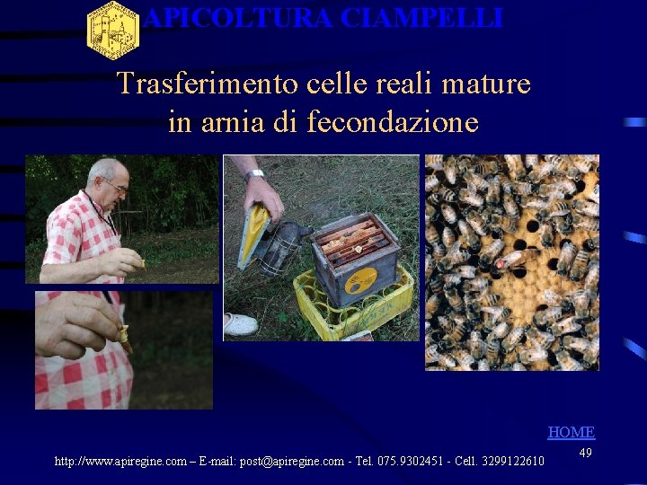 APICOLTURA CIAMPELLI Trasferimento celle reali mature in arnia di fecondazione HOME http: //www. apiregine. APICOLTURA CIAMPELLI Trasferimento celle reali mature in arnia di fecondazione HOME http: //www. apiregine.