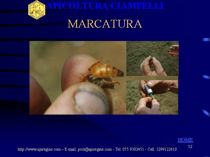 APICOLTURA CIAMPELLI MARCATURA HOME http: //www. apiregine. com – E-mail: post@apiregine. com - Tel. APICOLTURA CIAMPELLI MARCATURA HOME http: //www. apiregine. com – E-mail: post@apiregine. com - Tel.