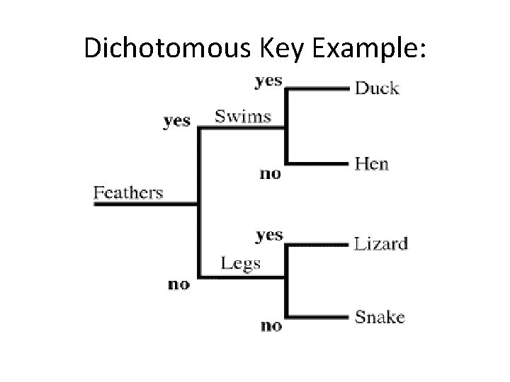 Dichotomous Key Example: Dichotomous Key Example: