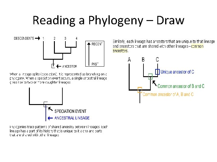 Reading a Phylogeny – Draw 