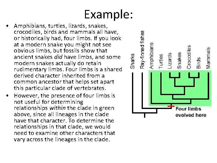 Example: • Amphibians, turtles, lizards, snakes, crocodiles, birds and mammals all have, or historically