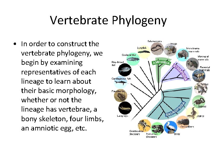 Vertebrate Phylogeny • In order to construct the vertebrate phylogeny, we begin by examining