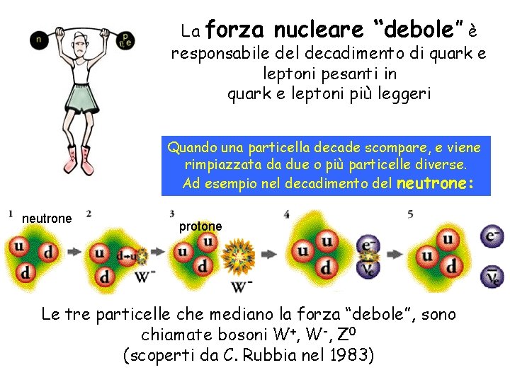 La forza nucleare “debole” è responsabile del decadimento di quark e leptoni pesanti in