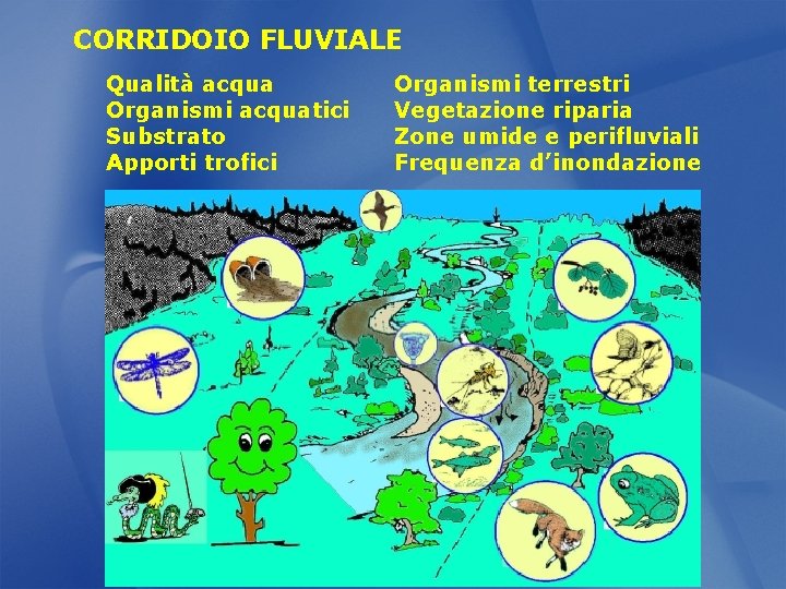 CORRIDOIO FLUVIALE Qualità acqua Organismi acquatici Substrato Apporti trofici Organismi terrestri Vegetazione riparia Zone