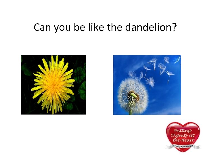 Can you be like the dandelion? Can you be like the dandelion?