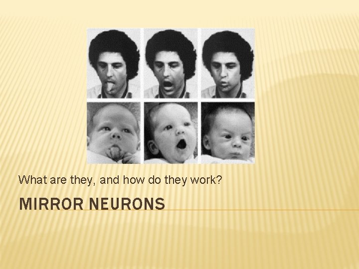 What are they, and how do they work? MIRROR NEURONS 