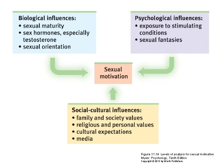 Figure 11. 14 Levels of analysis for sexual motivation Myers: Psychology, Tenth Edition Copyright Figure 11. 14 Levels of analysis for sexual motivation Myers: Psychology, Tenth Edition Copyright