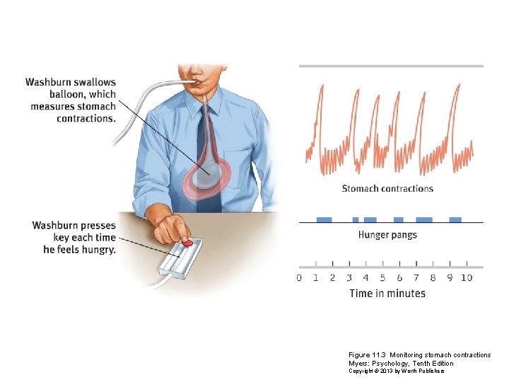 Figure 11. 3 Monitoring stomach contractions Myers: Psychology, Tenth Edition Copyright © 2013 by
