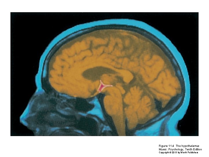 Figure 11. 4 The hypothalamus Myers: Psychology, Tenth Edition Copyright © 2013 by Worth