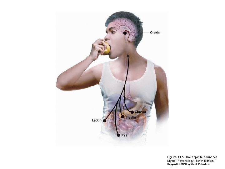 Figure 11. 5 The appetite hormones Myers: Psychology, Tenth Edition Copyright © 2013 by Figure 11. 5 The appetite hormones Myers: Psychology, Tenth Edition Copyright © 2013 by