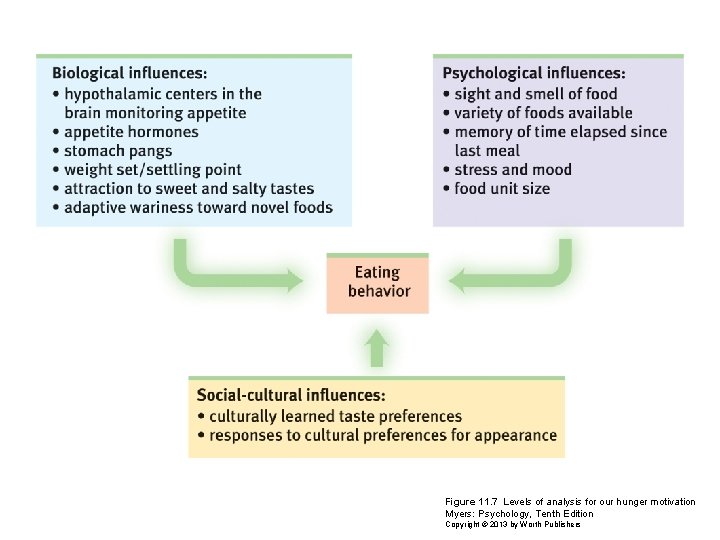 Figure 11. 7 Levels of analysis for our hunger motivation Myers: Psychology, Tenth Edition