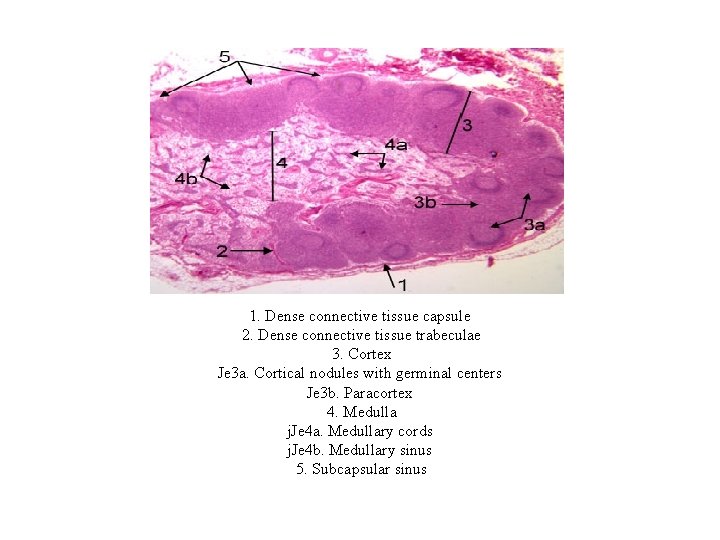 1. Dense connective tissue capsule 2. Dense connective tissue trabeculae 3. Cortex Je 3